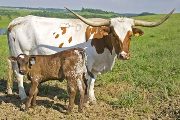 Texas Longhorn Pair - Zippin Sena Dew - Photo Number: w_2288.jpg