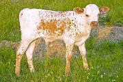 Abra Orator Calf 2010 - Abra Orator x Juma - 2010 Bull - w_2320