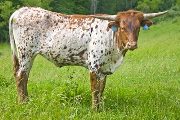 Sweet Kookateu - Kookadoo x Drag Iron - 2009 Heifer - w_2393