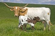 Texas Longhorn Pair - Casting Light - Photo Number: w_2417.jpg