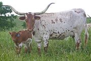 Texas Longhorn Pair - Busy Bee - Photo Number: w_2432.jpg