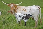 Texas Longhorn Pair - Winning Kiss - Photo Number: w_2442.jpg