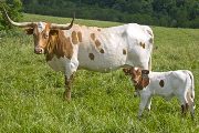 Texas Longhorn Pair - Jitters - Photo Number: w_2445.jpg