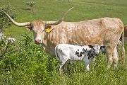 Texas Longhorn Pair - Finesse - Photo Number: w_2449.jpg