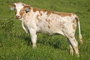 Sara Fast - Samsara x Super Fast - 2009 Heifer - w_2508