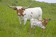 Texas Longhorn Pair - Win Struck - Photo Number: w_2525.jpg