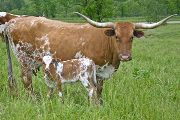Texas Longhorn Pair - Gunna Frolic - Photo Number: w_2535.jpg