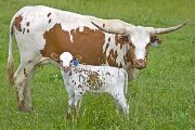 Texas Longhorn Pair - Shaylee - Photo Number: w_2538.jpg