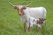 Texas Longhorn Pair - Fugueizm - Photo Number: w_2549.jpg