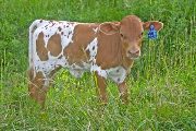 Win The Draft Calf 2010 - Win The Draft x Drag Iron - 2010 Heifer - w_2608