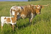 Texas Longhorn Pair - Savvy Applause - Photo Number: w_2678.jpg