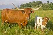 Texas Longhorn Pair - Shadow Of A Rose - Photo Number: w_2684.jpg
