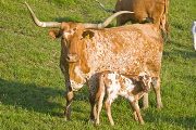 Texas Longhorn Pair - Set The Pace - Photo Number: w_2692.jpg