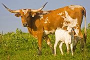 Texas Longhorn Pair - Gruffizm - Photo Number: w_2709.jpg