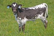 Winning Blade Calf 2010 - Winning Blade x Over Kill - 2010 Heifer - w_2890