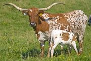 Texas Longhorn Pair - Paprika - Photo Number: w_2929.jpg