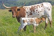 Texas Longhorn Pair - Shadow Slush - Photo Number: w_2932.jpg