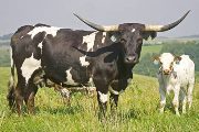Texas Longhorn Pair - Boloof - Photo Number: w_2946.jpg
