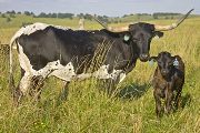Texas Longhorn Pair - Mulan - Photo Number: w_3219.jpg