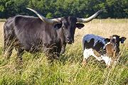 Texas Longhorn Pair - Black Orchid - Photo Number: w_3223.jpg