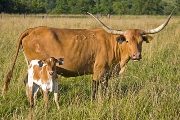 Texas Longhorn Pair - Jump'N Raffles - Photo Number: w_3226.jpg