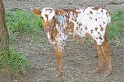 Tid Bits Calf 2010 - Tid Bits x Tempter - 2010 Bull - w_3332