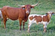 Texas Longhorn Pair - Coon Karma - Photo Number: w_3334.jpg