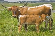Texas Longhorn Pair - Shy Hooker - Photo Number: w_3359.jpg