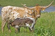 Texas Longhorn Pair - Win Mostly - Photo Number: w_3370.jpg