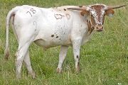 Texas Longhorn Exhibition_Steer - More Miles x Juma - Steer - Photo Number: w_3375.jpg