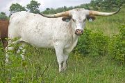 Texas Longhorn Exhibition_Steer - Bowl of Roses x Mile Stone Steer - Photo Number: w_3378.jpg