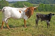Texas Longhorn Pair - Shy Savvy - Photo Number: w_3385.jpg