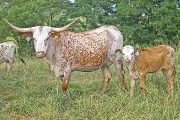 Texas Longhorn Pair - Crown Jewel - Photo Number: w_3396.jpg