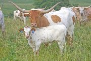 Texas Longhorn Pair - Field Dandy - Photo Number: w_3397.jpg