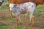 High Dingo Calf 2010 - High Dingo x Pretoria - 2010 Bull - w_3435
