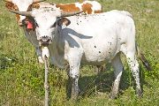 Texas Longhorn Exhibition_Steer - Fozellizm - Photo Number: w_3442.jpg
