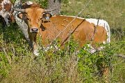 Texas Longhorn Exhibition_Steer - Win Glass x Over Kill - Steer - Photo Number: w_3445.jpg