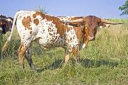 Texas Longhorn Exhibition_Steer - Mystic x Shy Streaker - Steer - Photo Number: w_3450.jpg