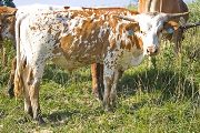 Texas Longhorn Exhibition_Steer - Unlapped x Shy Streaker - Photo Number: w_3451.jpg