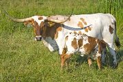 Texas Longhorn Pair - Win The Draft - Photo Number: w_3460.jpg