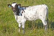 Mystic Calf 2010 - Mystic x Victory Lap - 2010 Heifer - w_3464