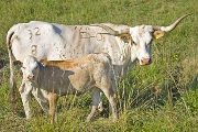 Texas Longhorn Pair - Geisha - Photo Number: w_3469.jpg