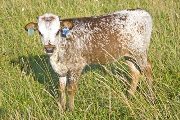Annie Calf 2010 - Annie x Drag Iron - 2010 Heifer - w_3475