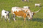 Texas Longhorn Pair - Unchecked - Photo Number: w_3477.jpg