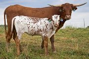 Texas Longhorn Pair - Tembel - Photo Number: w_3676.jpg