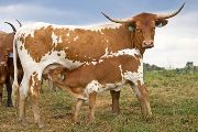 Texas Longhorn Pair - Full Figure - Photo Number: w_3678.jpg