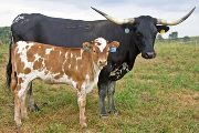 Texas Longhorn Pair - Roxi - Photo Number: w_3682.jpg