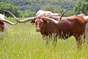 Out of Whack - Out of Whack - 106" Total Horn - w_3947