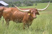 Super My My Calf 16 - Super My My 16 - Age 4 - w_3957