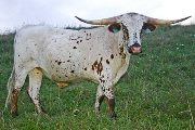 Texas Longhorn Exhibition_Steer - Head Over Heels x Mile Marker Steer - Photo Number: w_4071.jpg